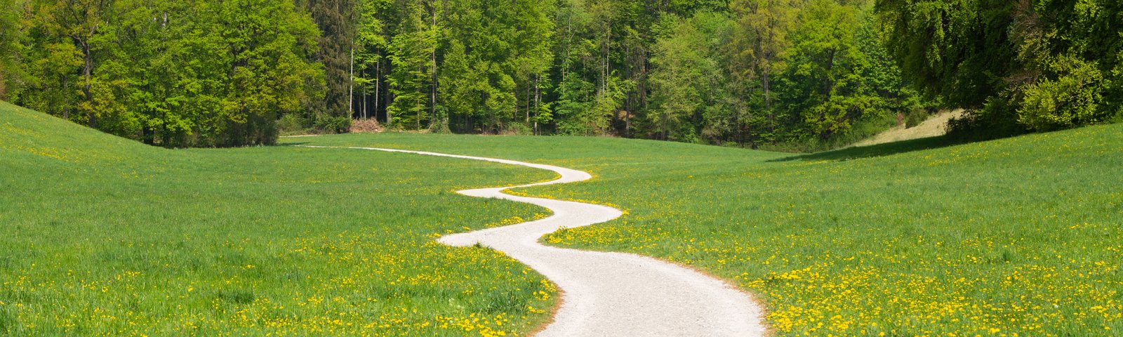 spring-winding-path-web-1